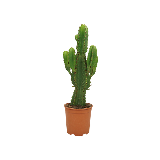 Euphorbia ingens 21cm
