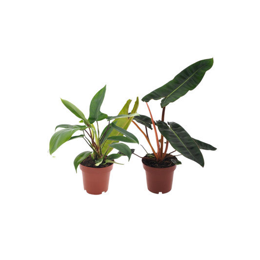 Philodendron Duo Billietiae/Florida Green - 2 stuks - Ø12cm - ↕25cm