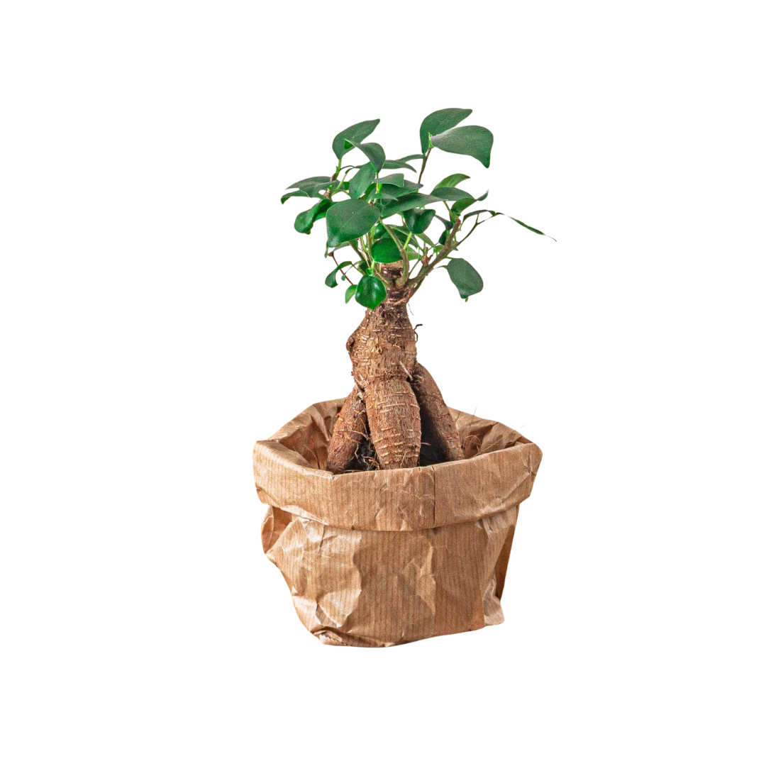 Ficus Ginseng bonsai - Microcarpa -  Potmaat Ø 6 cm