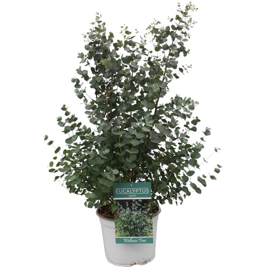 Eucalyptus Gunni - Ø23cm - ↕65cm