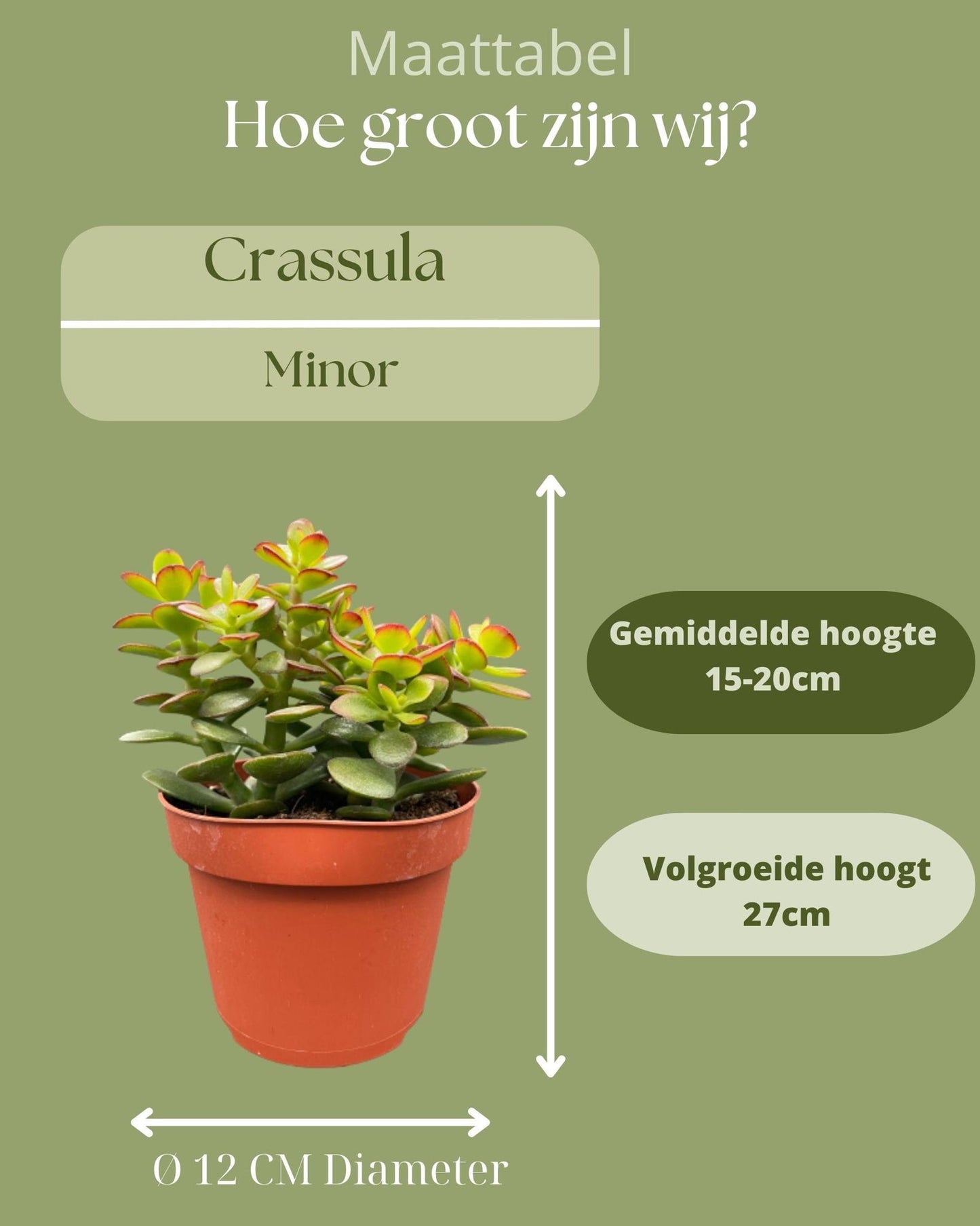 Succulenten- Crassula Minor - ↕15-20cm (3 Stuks) - Normal - Ø12 cm - Gadthat.nl