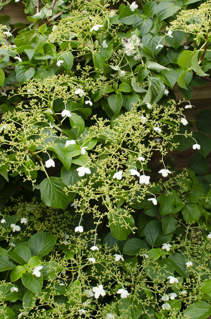 Hydrangea petiolaris - Klimhortensia