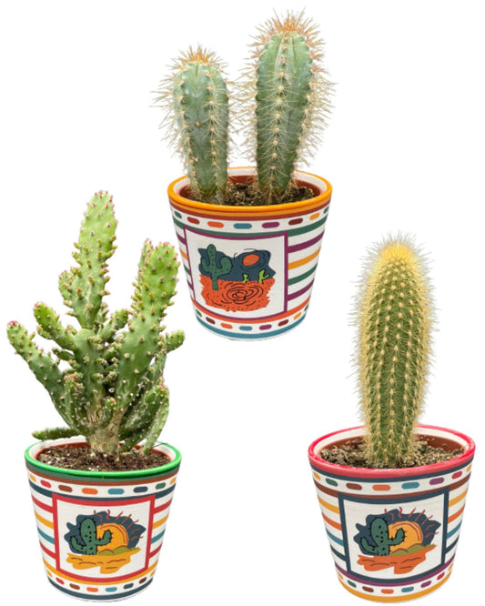 Cactus Palen Mix - ↕15-20cm (3 Stuks) - Mexico - Ø9.5 cm - Gadthat.nl