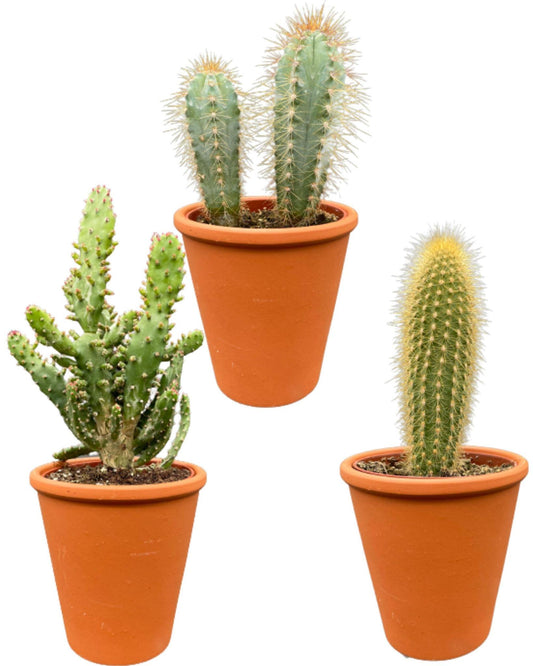 Cactus Palen Mix - ↕15-20cm (3 Stuks) - Terracotta - Ø9.5 cm - Gadthat.nl