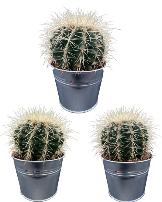 Cactus- Echiocactus Grusonii - Zinc - Ø11.5 cm - 3x - ↕13 - 17 cm - Gadthat.nl
