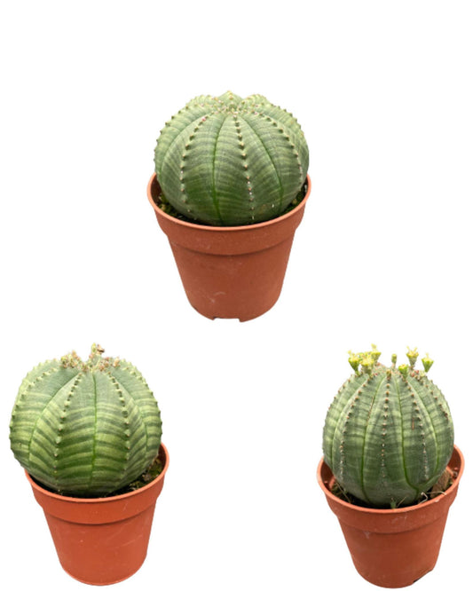 Cactus- Euphorbia obesa- 5.5cm potten- 6-9cm Hoog (3 Stuks) - Gadthat.nl