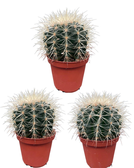 Cactus- Echiocactus Grusonii - Normal - Ø10.5 cm - 3x - ↕13 - 17 cm - Gadthat.nl