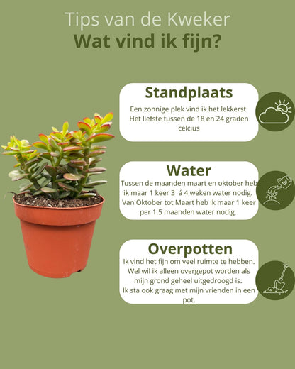 Succulenten- Crassula Minor - ↕15-20cm (3 Stuks) - Normal - Ø12 cm - Gadthat.nl