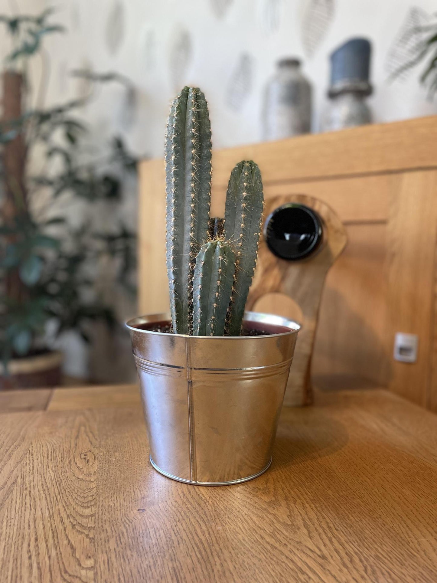 Cactus- Pilosocereus Azerues - ↕30-40cm - Zinc - Ø18 cm - Gadthat.nl