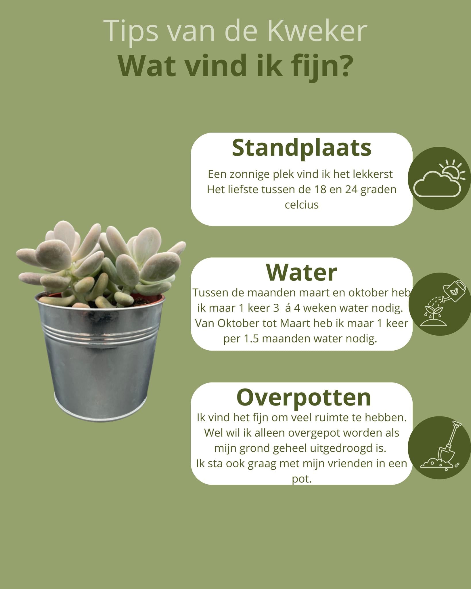 Succulenten- Pachyphytum Oviferum - ↕15-20cm (3 Stuks) - Zinc - Ø13 cm - Gadthat.nl