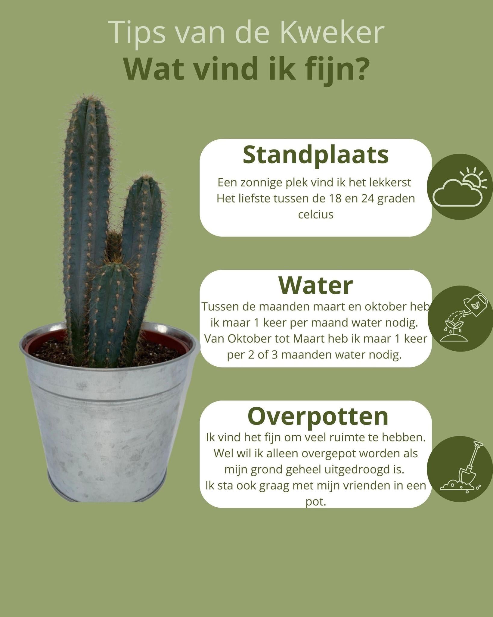 Cactus- Pilosocereus Azerues - ↕30-40cm - Zinc - Ø18 cm - Gadthat.nl