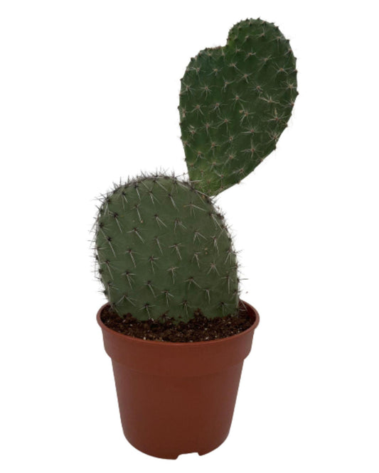 Cactus- Opuntia Vijgcactus - ↕30-40cm - Normal - Ø17 cm - Gadthat.nl