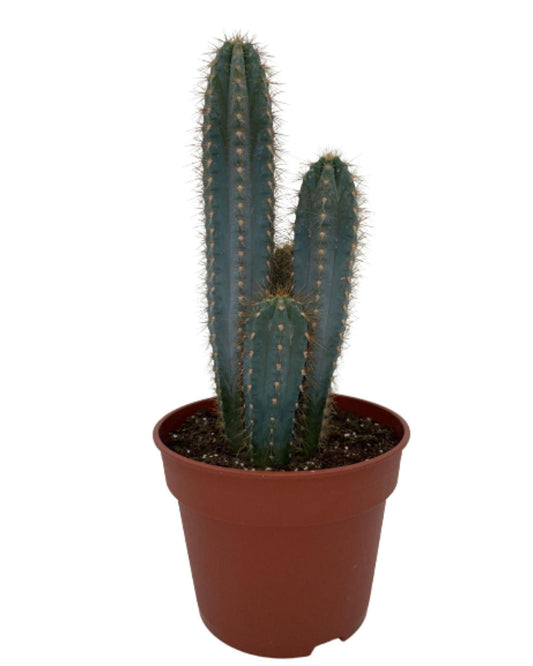 Cactus- Pilosocereus Azerues - ↕30-40cm - Normal - Ø17 cm - Gadthat.nl