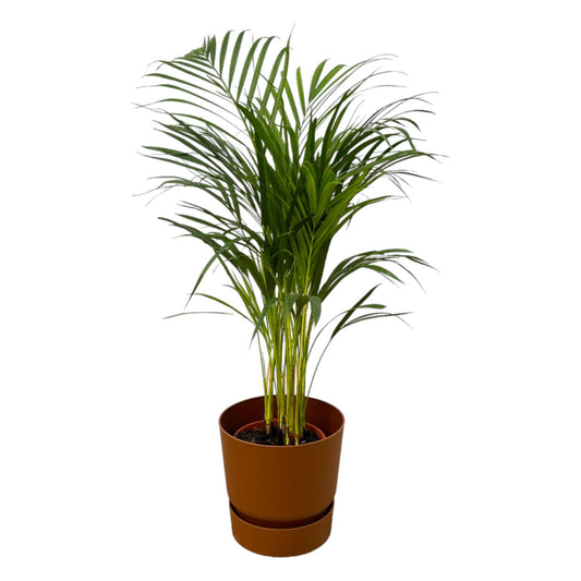 Areca palm - ↨85cm - Ø19cm inclusief elho Greenville Round bruin D24xH23 - Gadthat.nl