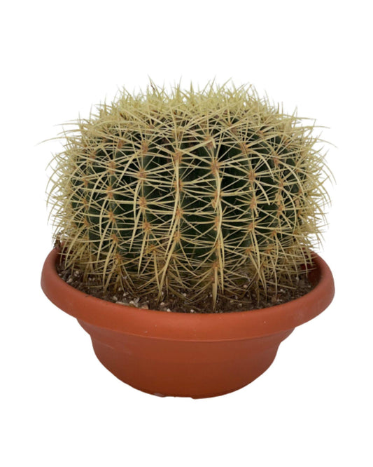 Cactus- Echiocactus Grusonii - Normal - Ø24 cm - 1x - ↕23 - 28 cm - Gadthat.nl